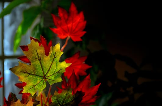 Autumnal maple leaves near windows