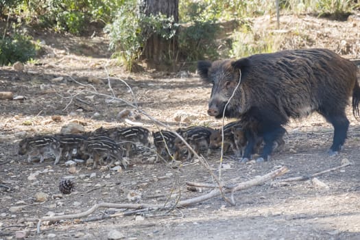 Many young wild boar around her mother in Cazorla, Jaen, Spain