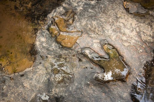 Footprint of dinosaur ( Carnotaurus ) on ground near stream at Phu Faek national forest park , Kalasin ,Thailand . Water logged on it .