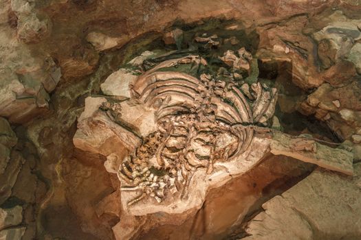 Fossil of Phuwiangosaurus sirindhornae at Sirindhorn Museum , Kalasin , Thailand . ( Near complete fossil ) .