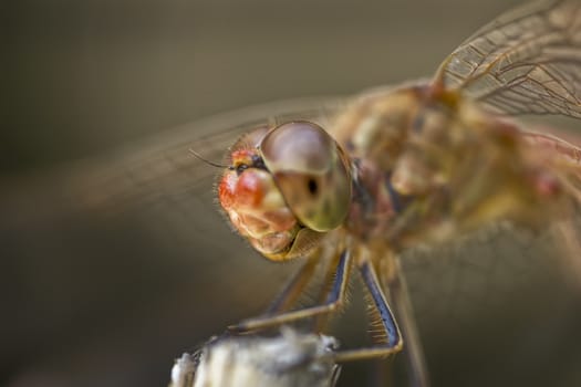 extreme macro of the dragonfly sitting on a twig