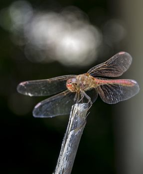 Beautiful nature scene with dragonfly Keeled skimmer (Orthetrum coerulescens)