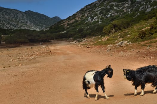Two goats face to face for a fight in the mountains of western Crete