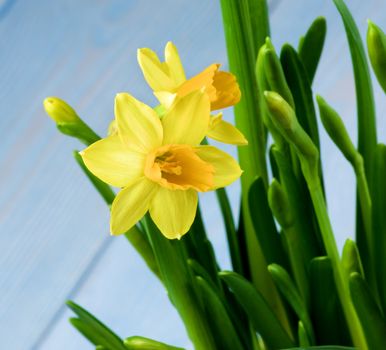 Two Wild Yellow Daffodils and Buds closeup on Blurred Blue background. Focus on Foreground