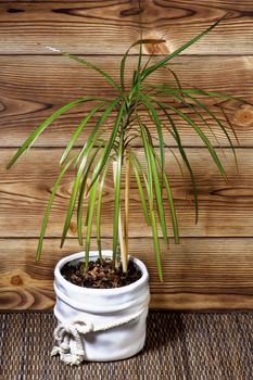 Small Dracaena in White Flower Pot against Wooden Plank closeup on Wicker background