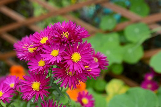 Michaelmas daisies with deep pink petals, growing against a background of green nasturtium foliage and wooden trellis