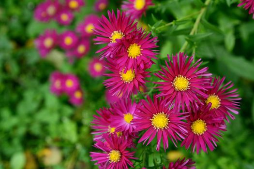 Autumnal magenta Michaelmas daisies in selective focus against lush foliage and colourful flowers