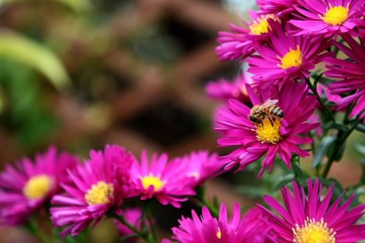 European honey bee taking pollen and nectar from a cluster of pink Michaelmas daisies, with copy space