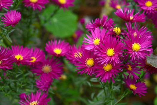 Cluster of Michaelmas daisies with magenta petals and yellow centres, a traditional autumn flower