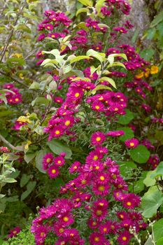 Tall Michaelmas daisy plant with pink flowers, climbs through branches of an apple tree and among a verdant autumnal flower bed