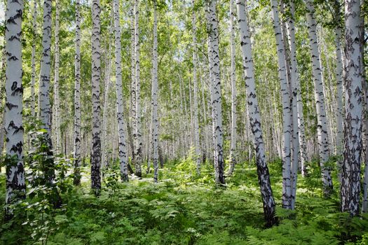 Russian birch forest is clean and light after the rains in the bright sun.