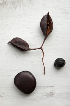 dried dark brown seeds on a white wooden background