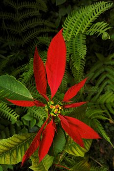 Red Nepalese Poinsettia with green leaves