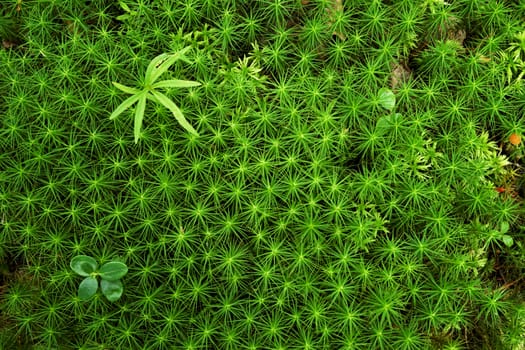 small plants on massive green stellate moss