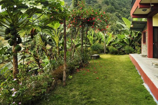 
A bright even green lawn in front of the house in the tropics, surrounded by exotic plants and flowers.