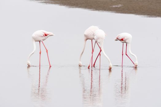 Greater Flamingos, Phoenicopterus ruber roseus, feeding in the lagoon at Walvis Bay in the Namib Desert on the Atlantic Coast of Namibia