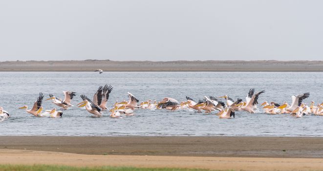 Great white pelicans landing in the lagoon in Walvis Bay in Namibia
