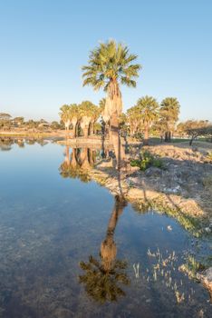 Sunset view with reflections of palm trees of the dam at Gross Barmen, near Okahandja in the Otjozondjupa Region of Namibia