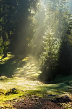 early sunrays make fog from dew on a meadow in conifer forest on cold autumn morning