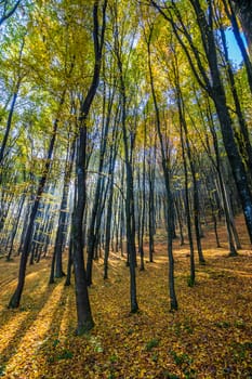 tall trees with yellow and orange foliage in autumn forest on sunny day with blue sky