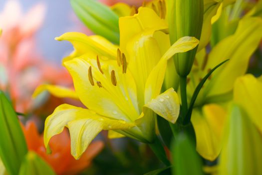 The background image of the colorful flowers, background nature