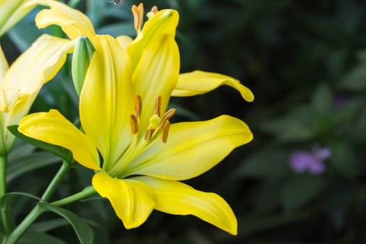 The background image of the colorful flowers, background nature