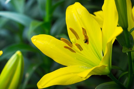 The background image of the colorful flowers, background nature