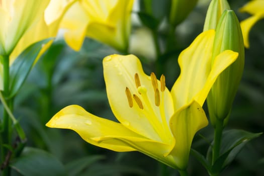 The background image of the colorful flowers, background nature