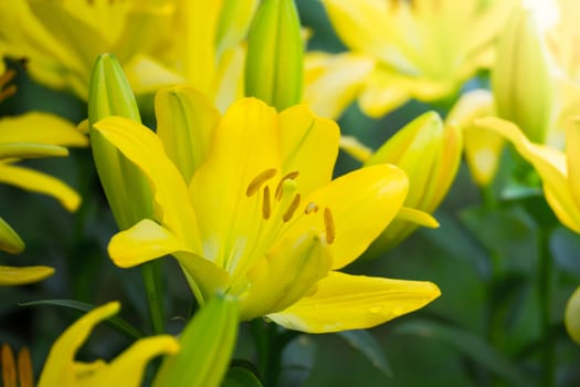 The background image of the colorful flowers, background nature