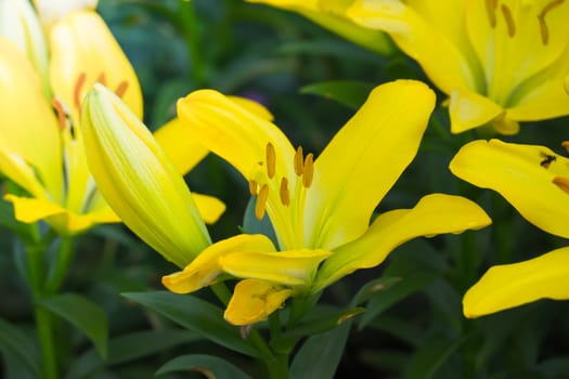 The background image of the colorful flowers, background nature