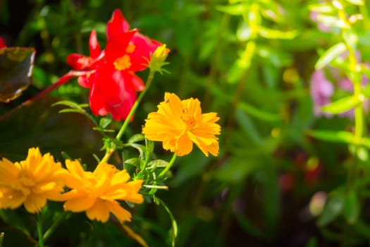 The background image of the colorful flowers, background nature