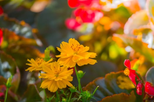 The background image of the colorful flowers, background nature