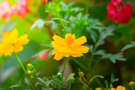 The background image of the colorful flowers, background nature