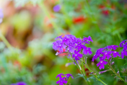 The background image of the colorful flowers, background nature