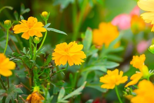 The background image of the colorful flowers, background nature