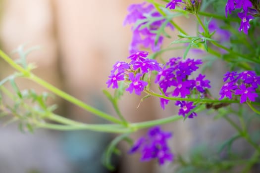 The background image of the colorful flowers, background nature