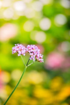 The background image of the colorful flowers, background nature