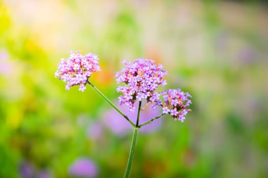 The background image of the colorful flowers, background nature