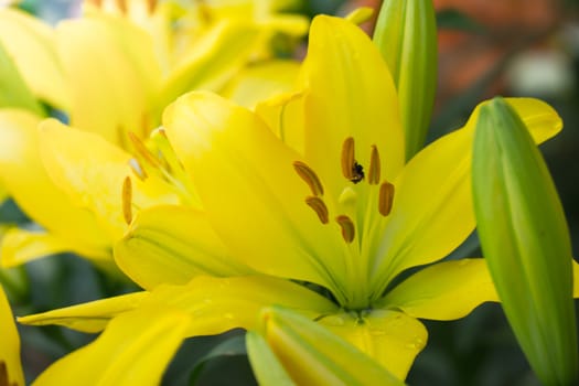 The background image of the colorful flowers, background nature