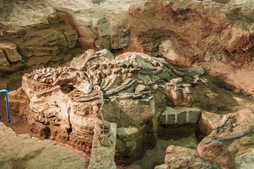 Fossil of Phuwiangosaurus sirindhornae at Sirindhorn Museum , Kalasin , Thailand . ( Near complete fossil ) .