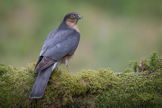 A portrait of an alert male sparrowhawk perched on a wooden tree trunk covered with lichen and a feather on his beak