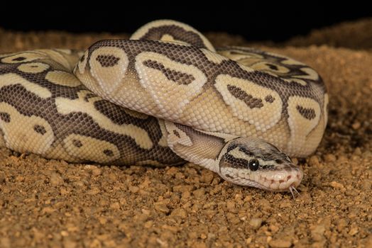 A super pastel python coiled with its head emerging and its tongue sticking out of its mouth