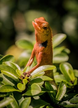 a little orange chameleon on the bush in a garden