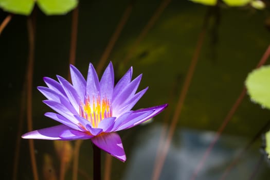 Purple lotus in pond at temple in Thailand . Symbol of peaceful .