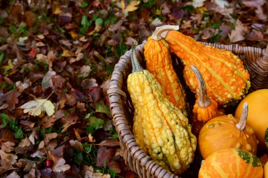 Detail of warty ornamental gourds in a basket on red and brown fall leaves