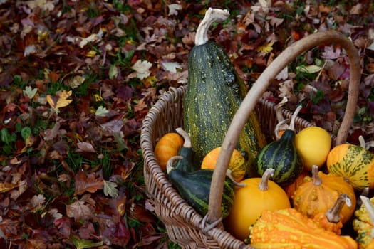 Woven basket filled with green, orange and yellow ornamental gourds among fall hawthorn leaves