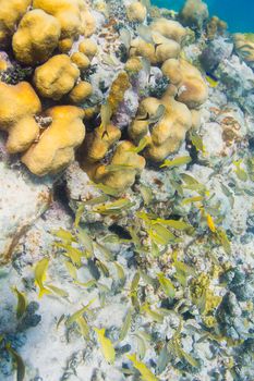 top angle view of juvenile french grunt in a coral reef