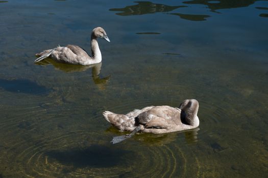 Cygnets Illuminated in the Sunshine on Lake Hallstatt