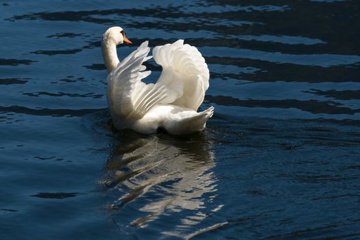 Sunlit Mute Swan on Lake Hallstatt