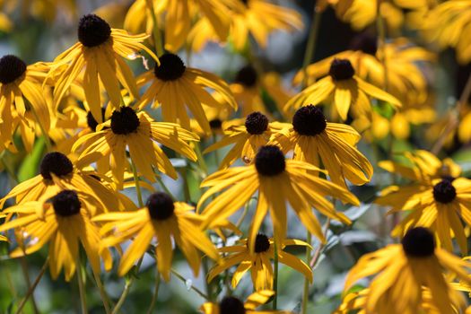 Black-eyed Susan Flowers in Hallstatt Austria